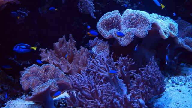 AQUARIUM 4K coral reef moon light 4K with Underwater Sound 10 Hours #RELAXTIME смотреть онлайн