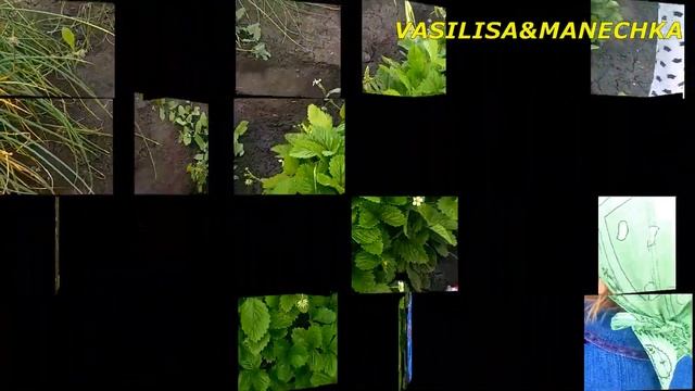 Первые яблоко и земляника из семян/ Нашли яйцо чье?/ Деревенский VLOG смотреть онлайн