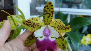 Cattleya Siamese doll kiwi.Описание и уход.