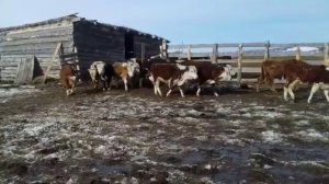 Казахская белоголовая порода на откорм