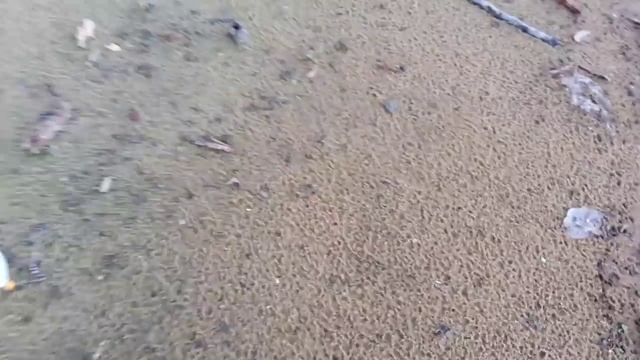 Ловля голавля на бомбарду.Рыбалка.Fishing смотреть онлайн