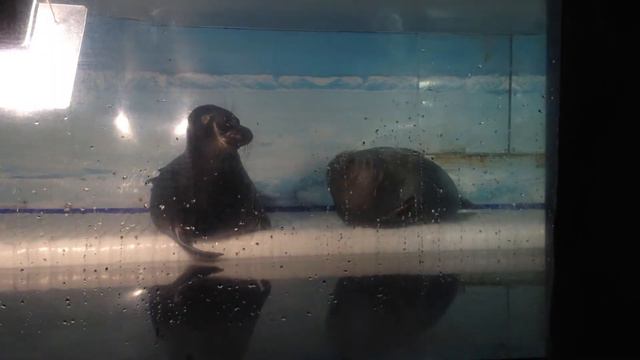 Baikal seal (nerpa) in Baikal museum смотреть онлайн