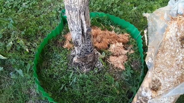 А не посеять ли нам грибы? смотреть онлайн