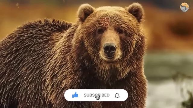 Мать-медведица плачет, неся мужчину к умирающему детенышу, но мужчина в шоке смотреть онлайн