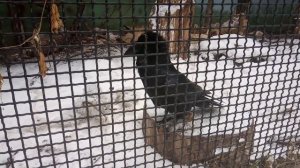 Ворона смеется. Полная ржака... ПРИКОЛ