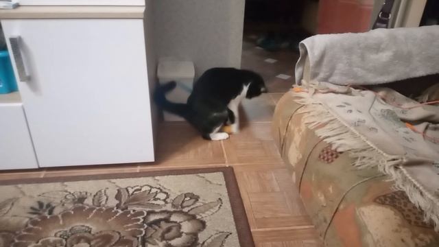 моя кошка играет с мячиком! смотреть онлайн