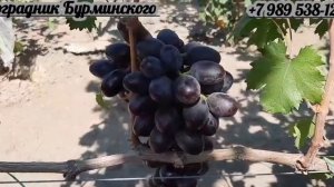 НОВИНКА!!! ГФ. Винограда ХАЗАР (Калугин В.М.).