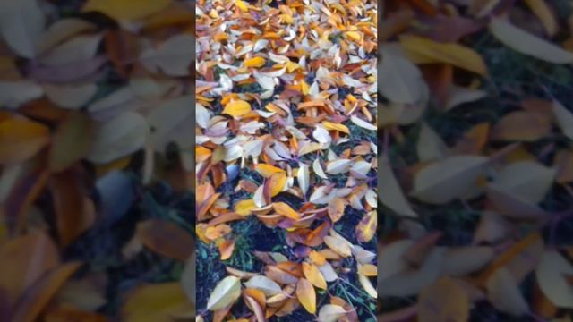Золотая осень🍁