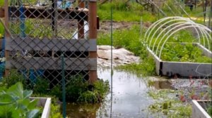 Борьба с паршой на яблонях – основные методы