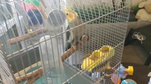 Продам попугай Корелла + клетка + все остальное.