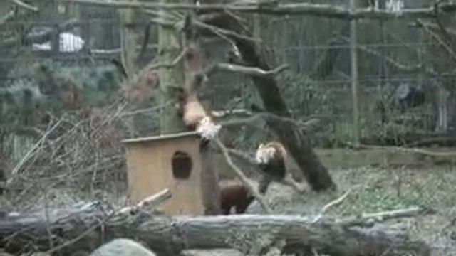 small panda in helsinki zoo смотреть онлайн