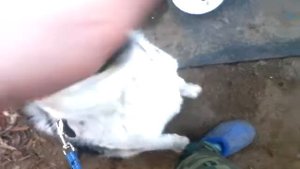 Учим собаку команде "К ноге"