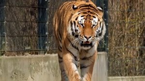 Интересные  Факты про Тигров!