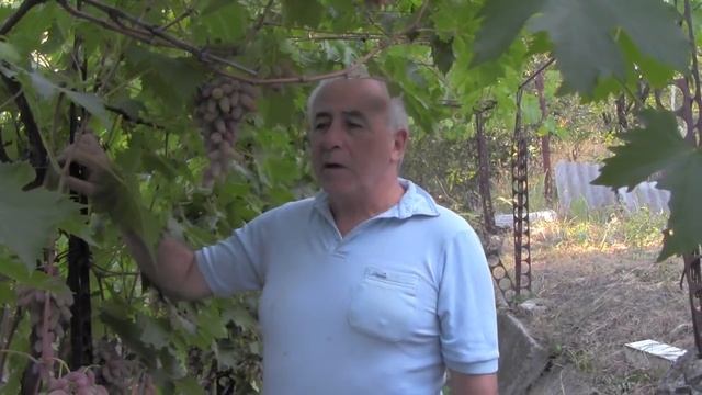 @Виноград 2018 Виноград Оригинал на Полтавщине Отзыв смотреть онлайн