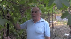 @Виноград 2018  Виноград Оригинал на Полтавщине  Отзыв