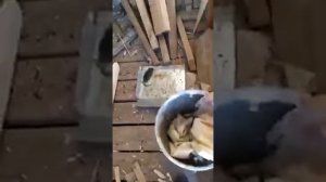 Ловля крыс # клей от грызунов # Catching rats # rodent glue.