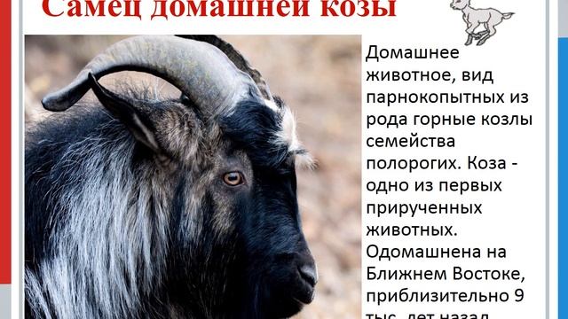 Дружба зверей смотреть онлайн