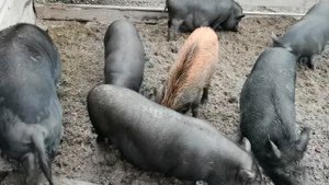 Дикий кабан Фунтик. Секач монстр Фунтик младший