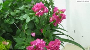 Важные СОВЕТЫ по УХОДУ за БУГЕНВИЛЛЕЕЙ. На что обратить внимание?