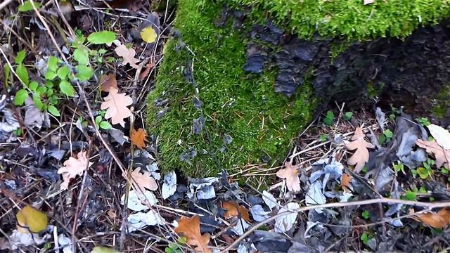 Футаж Пни В Лесу. Старые Пни Покрытые Мхом. Видео в Лесу. Футажи для видеомонтажа. Видеофутажи смотреть онлайн