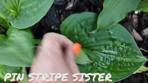 Коллекционный сорт хосты PIN STRIPE SISTER