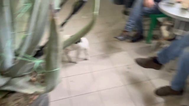 Французские бульдоги по утрам не пьют кофе ☕️ смотреть онлайн