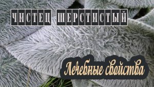Чистец шерстистый, византийский. Лечебные свойства. Народная медицина.