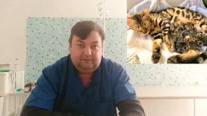 Роды у кошек