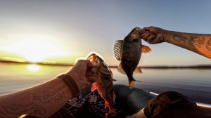 Рвут флюр гнут крючки. Трофейные окуни осенью на ультралайт