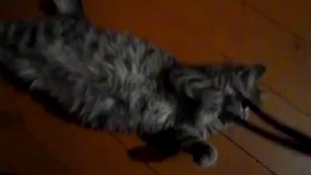 глазки как у кота из шрека смотреть онлайн