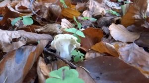 Herbst-Lorchel Helvella crispa