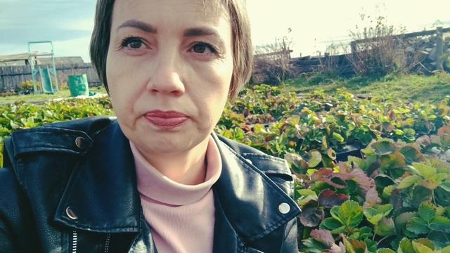 Полив клубники осенью. #садоводство #выращиваниеклубники