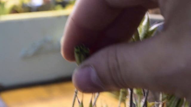 How To Collect, Store, And Plant Columbine (Aquilegia) Seeds