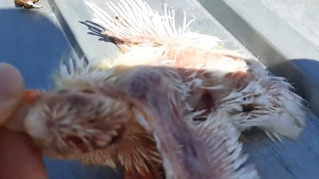 Живадер хозяинечил в голубятни смотреть онлайн