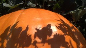 Гигантские тыквы 2023 #8 - В преддверии конца