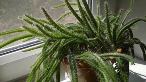 Кактус ампельный -гилоцереус трёхгранный - . //Gilocereus trihedral-ampelny cactus.//