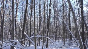 Охота на куницу зимой. Поход с собаками в красивый зимний лес. Охота на куницу в лесу  с лайками