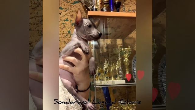 Sonderwol Legend Gloris / XOLO MINI смотреть онлайн