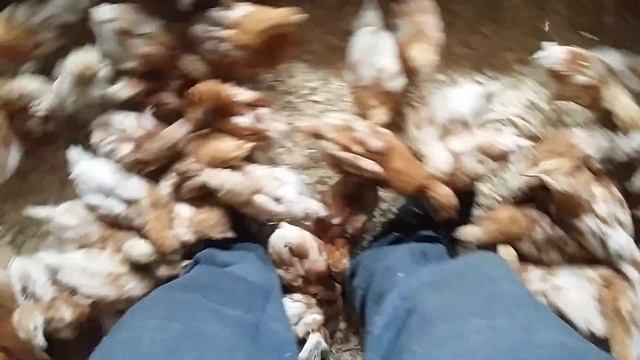 фермерское хозяйство цыплята несушки "Ломан Браун"возраст 45 дней смотреть онлайн