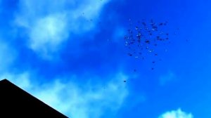 Николаевские Голуби раса Агурбаш часть 1