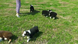 Австралийская овчарка -аусси - щенки