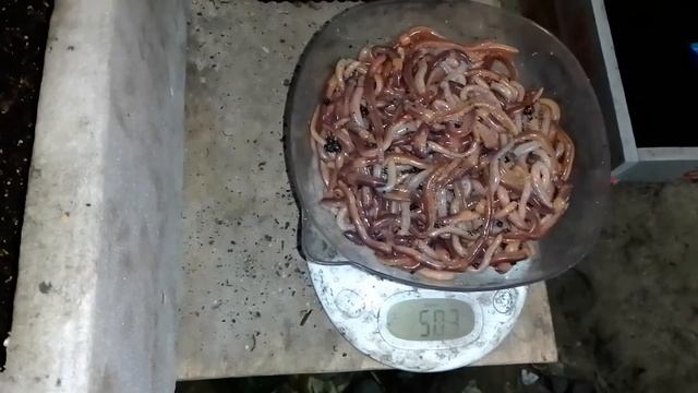 Подготовка торфа и переселение товарника смотреть онлайн