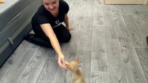 Дрессировка чихуахуа #2