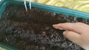 Как сажать редис (редиску). Огород на балконе