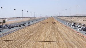 ОАЭ, Дубай, Верблюжьи бега, старт