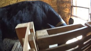 ЧТО ВЫГОДНЕЙ КОРОВА ИЛИ СВИНЬЯ ??