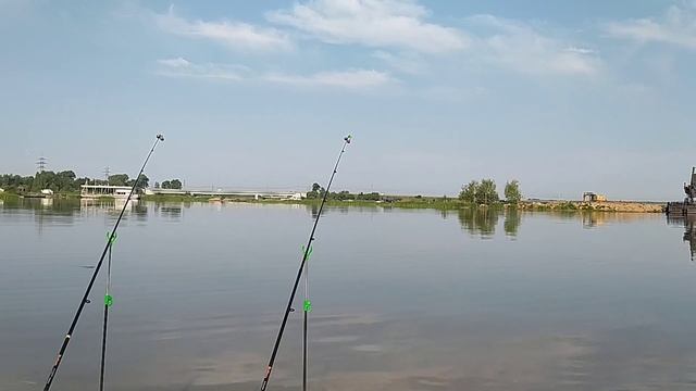 Рыбалка на реке Шоша. Безбородово. Июнь.