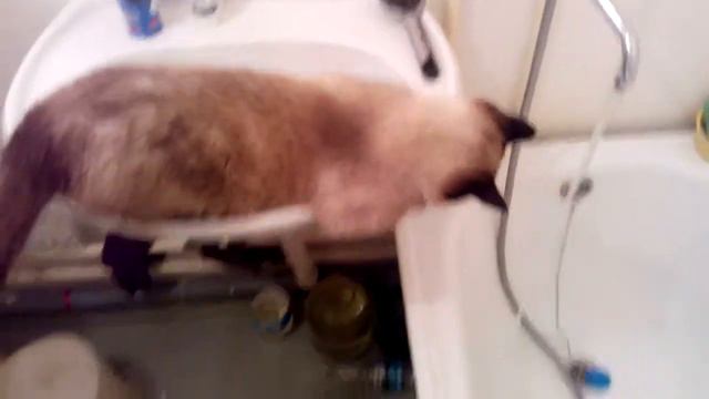 Шрек 1 Кот Шрек принимает душ. смотреть онлайн