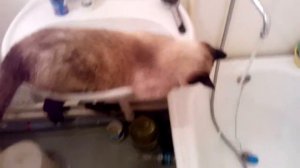 Шрек 1 Кот Шрек принимает душ.