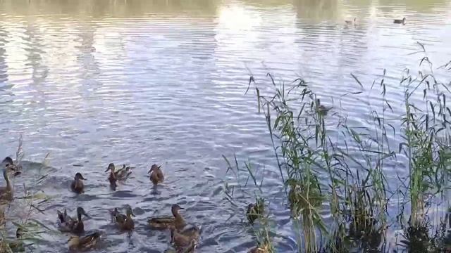 ASMR: Утки плавают в озере смотреть онлайн